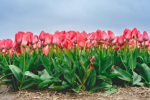 Fenêtre Épinal : astuces incontournables pour réussir votre rénovation