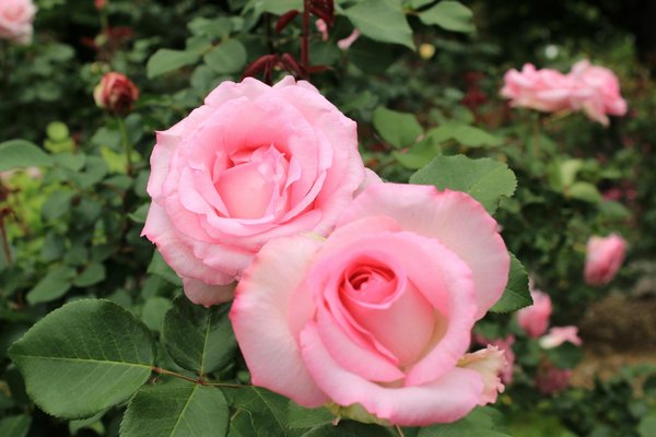 Maîtrisez le jardinage : astuces inédites pour créer des parterres avec une pelle